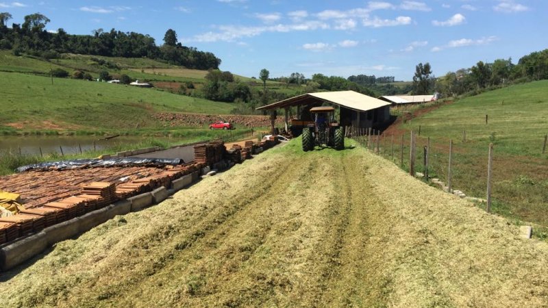 TENDÊNCIA NO MEIO RURAL: associados da Cooper A1 testam nova variedade de trigo para silagem