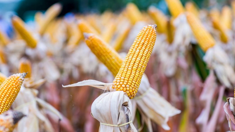 TROCA – TROCA: produtores rurais devem ficar atentos aos prazos do Programa Terra Boa