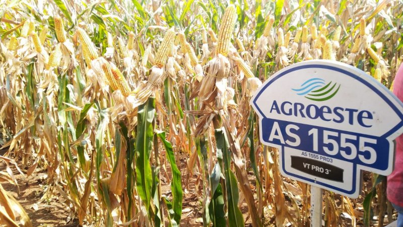 DIA DE CAMPO: Cooper A1 e Agroeste realizaram atividade no município de Alpestre