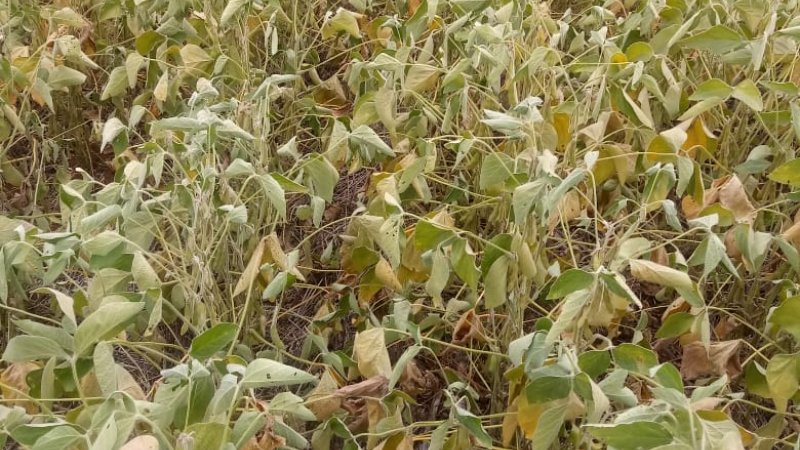 Estiagem castiga produção agropecuária em Santa Catarina