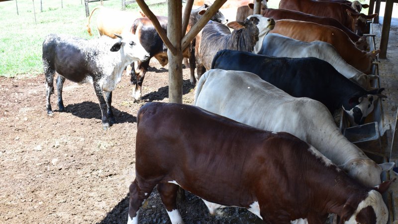 BOVINOCULTURA DE CORTE: Atividade cresce na Cooper A1 