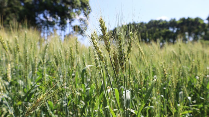 AVALIAÇÕES: Dia de Campo em Erval Seco  