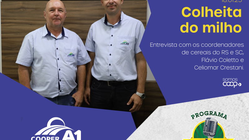 INFORMATIVO A1 18.01.25: Colheita do milho 