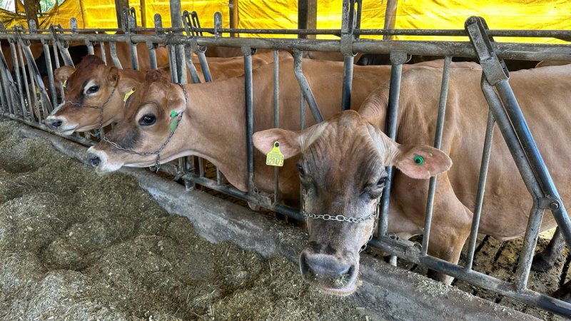 NUTRIÇÃO COOPER A1:  Cooperados são campeões na produção de leite 