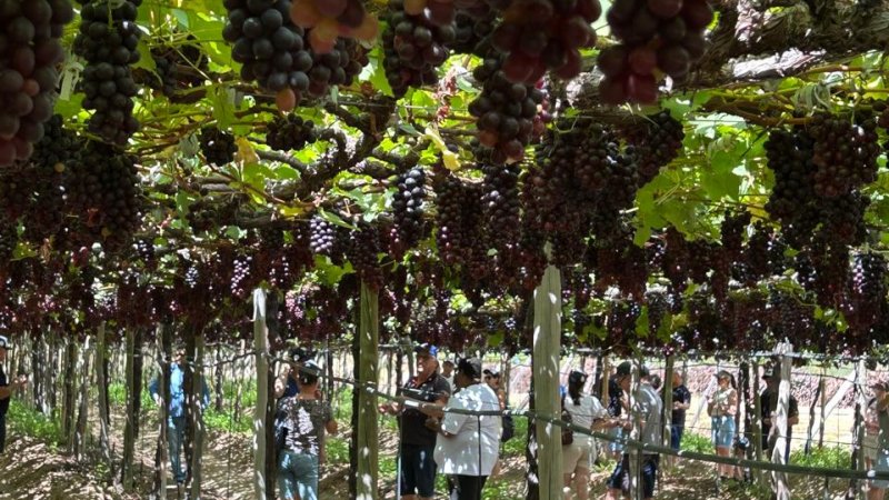 COOPERATIVISMO NO VALE DO SÃO FRANCISCO: Os exemplos dos produtores no noroeste do Brasil