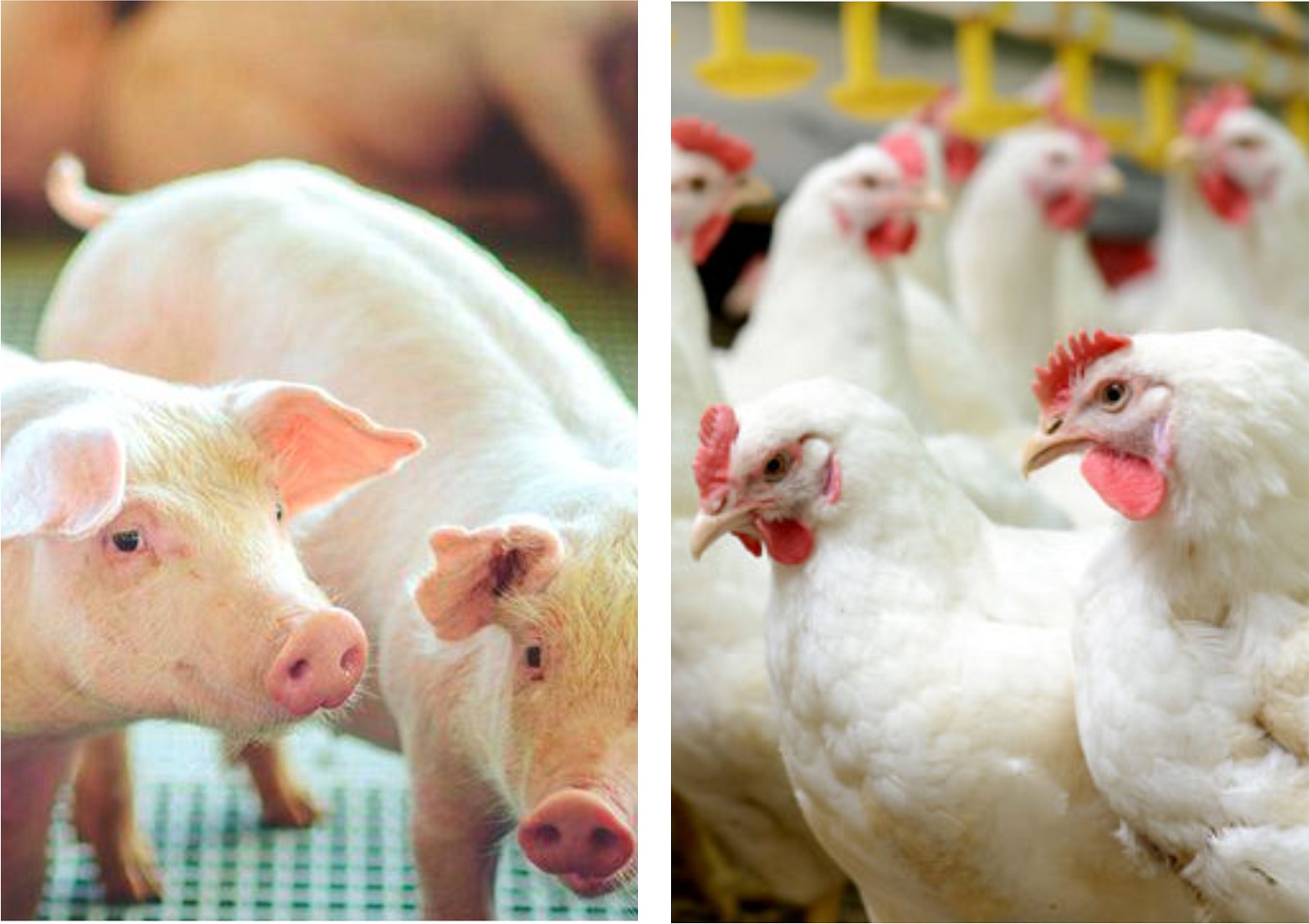 DESTAQUES DE 2017: Melhores produtores de suínos e aves na média de conversão alimentar são divulgados