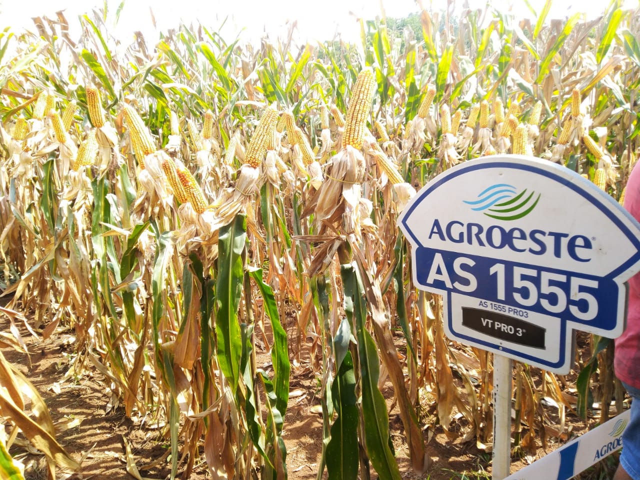 DIA DE CAMPO: Cooper A1 e Agroeste realizaram atividade no município de Alpestre