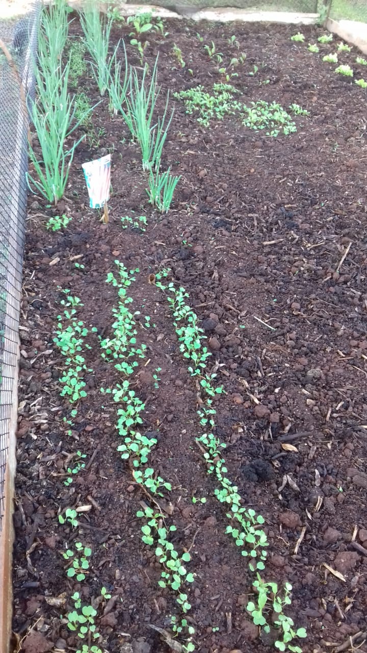 PROGRAMA MULHER A1/SICOOB: PARTICIPANTES TEM REALIZADO ATIVIDADES COM ORIENTAÇÕES PELO WHATSAPP