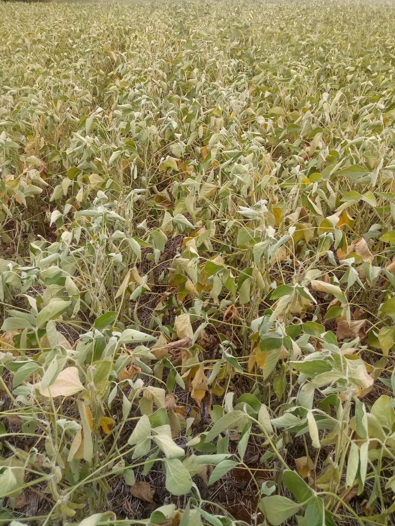 Estiagem castiga produção agropecuária em Santa Catarina