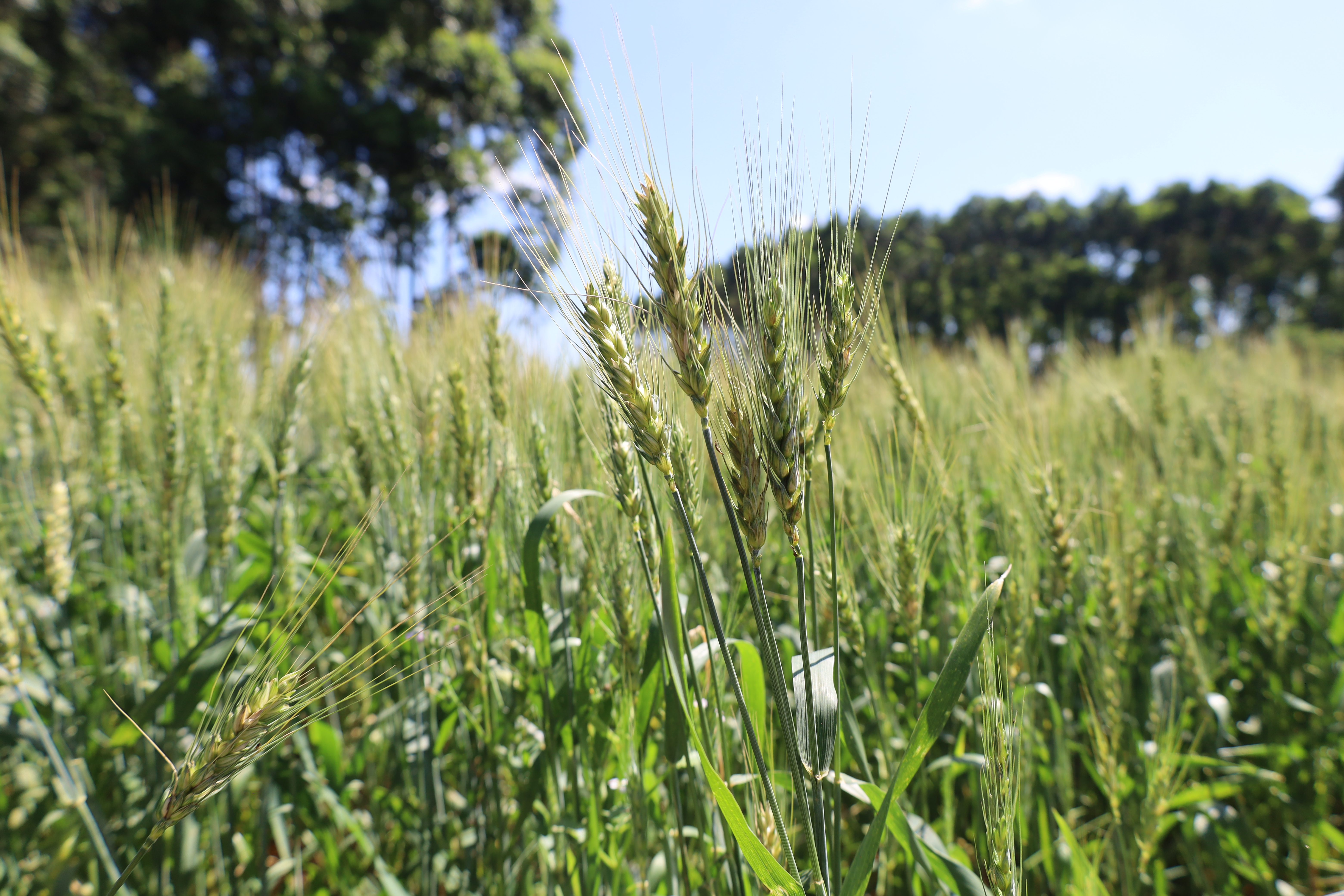 AVALIAÇÕES: Dia de Campo em Erval Seco  